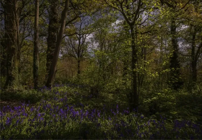 Framed Print : Bluebells in the Spring at Badbury rings, Dorset, England, United Kingdom