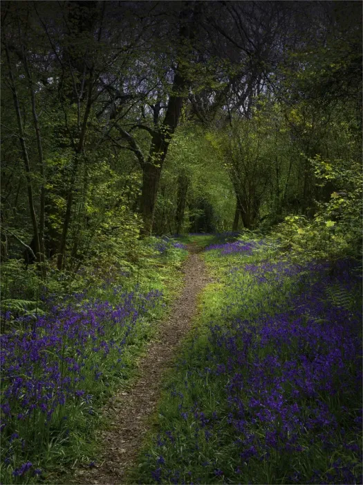 Framed Print : Bluebells in the Spring at Badbury rings, Dorset, England, United Kingdom Framed Print : Bluebells in the Spring at Badbury rings, Dorset, England, United Kingdom