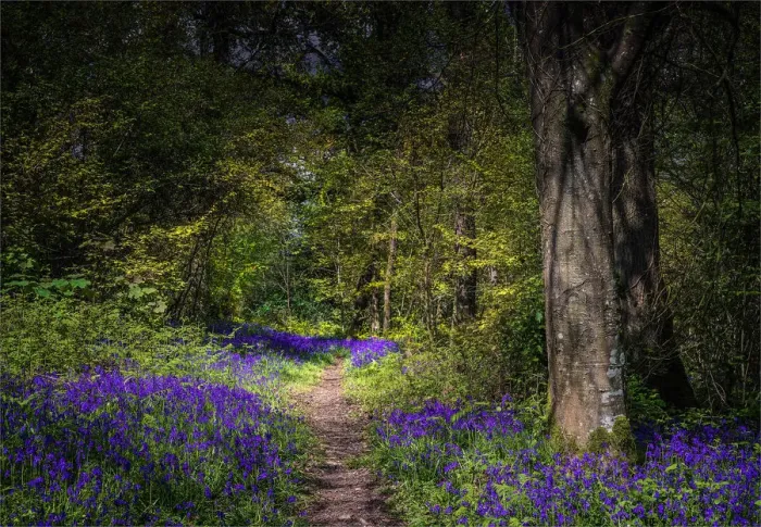 Framed Print : Bluebells in the Spring at Badbury rings, Dorset, England, United Kingdom