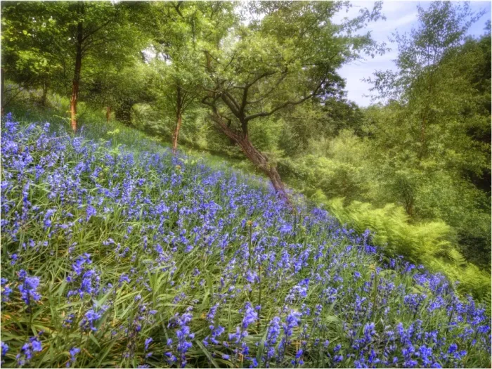 Framed Print : Bluebells in the Spring, up near the peak district of England