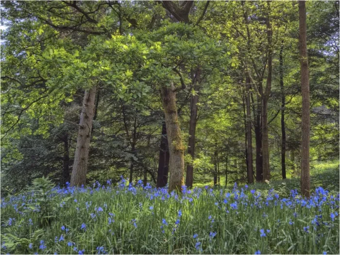 Framed Print : Bluebells in the Spring, up near the peak district of England Framed Print : Bluebells in the Spring, up near the peak district of England