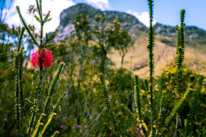 Framed Print : Bluff Knoll and Swamp Bottlebrush Framed Print : Bluff Knoll and Swamp Bottlebrush