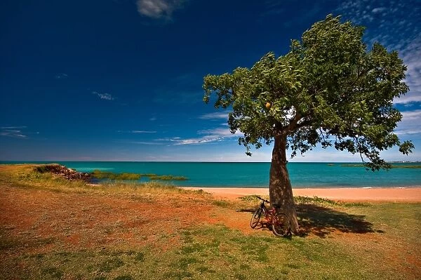 Boab tree and Bike, Town Beach Broome WA