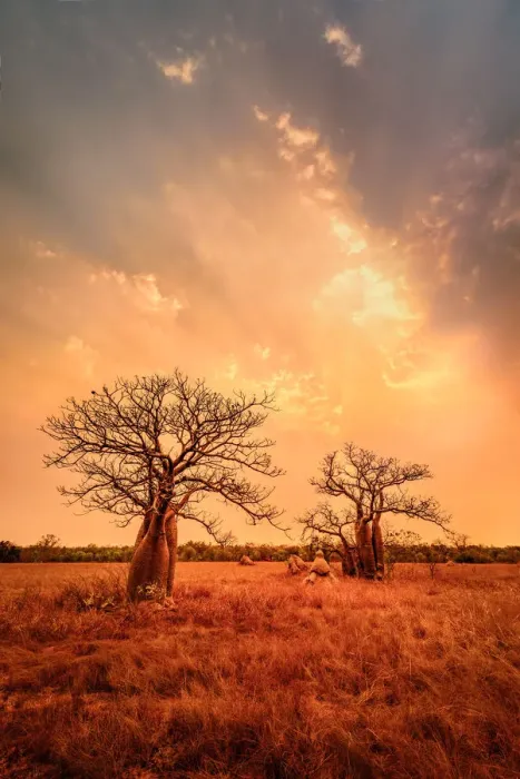 Framed Print : Boab trees at sunset, Gibb River Road, Western Australia, Australia