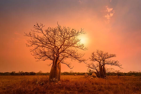Boab trees at sunset, Gibb River Road, Western Australia, Australia