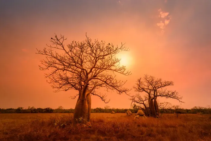 Framed Print : Boab trees at sunset, Gibb River Road, Western Australia, Australia
