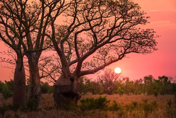 Framed Print : Boab trees at sunset, Gibb River Road, Western Australia, Australia Framed Print : Boab trees at sunset, Gibb River Road, Western Australia, Australia