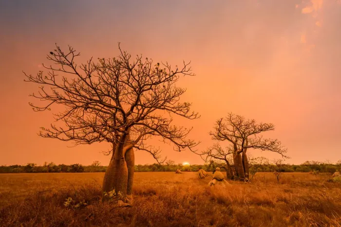 Framed Print : Boab trees at sunset, Gibb River Road, Western Australia, Australia Framed Print : Boab trees at sunset, Gibb River Road, Western Australia, Australia