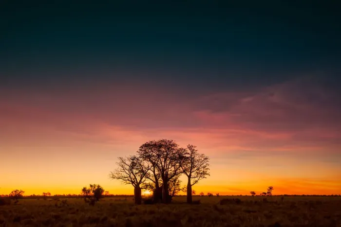 Framed Print : Boab trees at sunset, Gibb River Road, Western Australia, Australia Framed Print : Boab trees at sunset, Gibb River Road, Western Australia, Australia