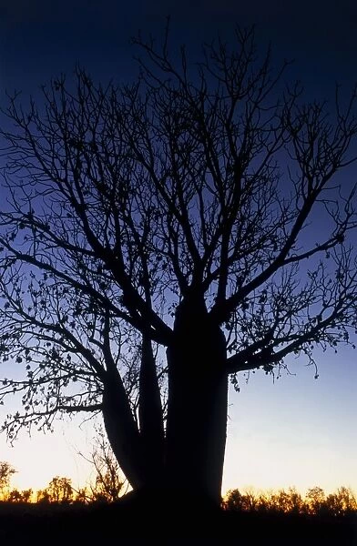 Boabab Tree at Sunset