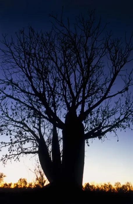 Framed Print : Boabab Tree at Sunset Framed Print : Boabab Tree at Sunset