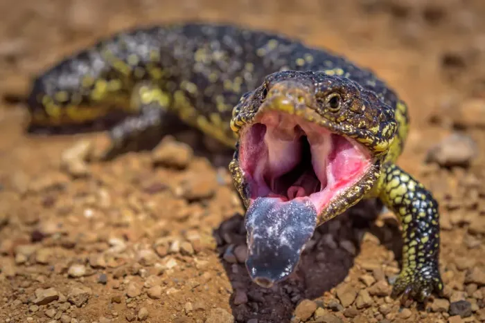 Framed Print : Bobtail (shingleback) skink at Eyre Peninsula, South Australia
