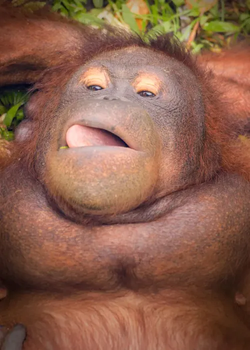 Framed Print : Bornean Orangutan chilling out