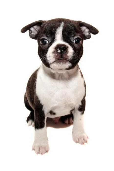 Framed Print : Boston Terrier Puppy on white backdrop Framed Print : Boston Terrier Puppy on white backdrop