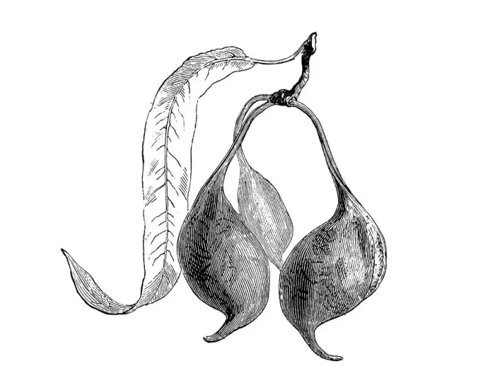Framed Print : Botany plants antique engraving illustration: Brachychiton rupestris, narrow-leaved bottle tree, Queensland bottle tree Framed Print : Botany plants antique engraving illustration: Brachychiton rupestris, narrow-leaved bottle tree, Queensland bottle tree