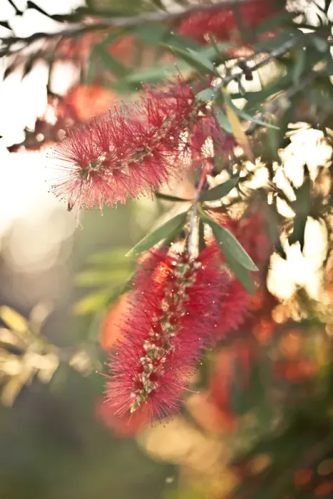 Framed Print : Bottlebrush flowers Framed Print : Bottlebrush flowers