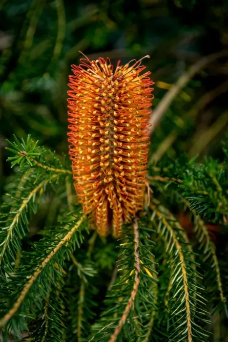 Framed Print : Bottlebrush Tree Flower
