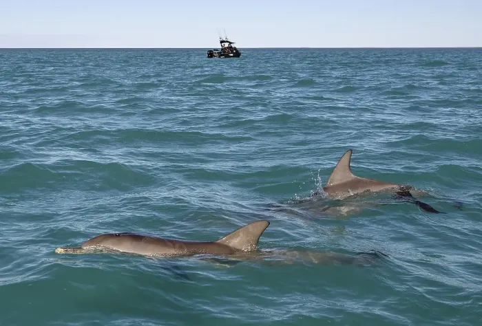 Framed Print : Bottlenose dolphins (Tursiops truncatus) near a fishing boat, dolphins, Monkey Mia, Shire of Shark Bay, State of Western Australia, Australia, Oceania Framed Print : Bottlenose dolphins (Tursiops truncatus) near a fishing boat, dolphins, Monkey Mia, Shire of Shark Bay, State of Western Australia, Australia, Oceania