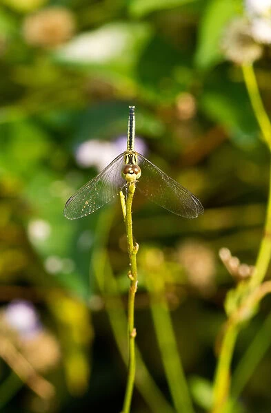 Bowing. Diplacodes trivialis, is a species of dragonfly found in China, Japan, India