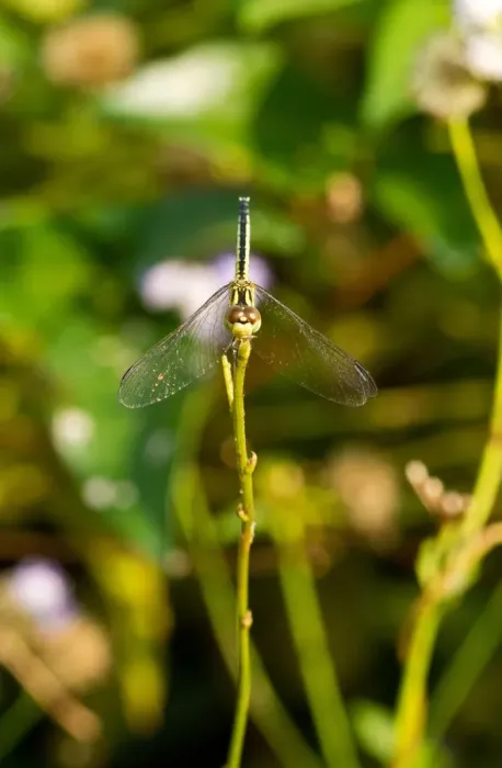Framed Print : Bowing. Diplacodes trivialis, is a species of dragonfly found in China, Japan, India Framed Print : Bowing. Diplacodes trivialis, is a species of dragonfly found in China, Japan, India