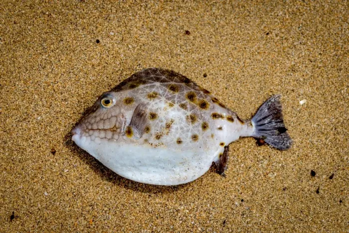 Framed Print : Boxfish at the beach