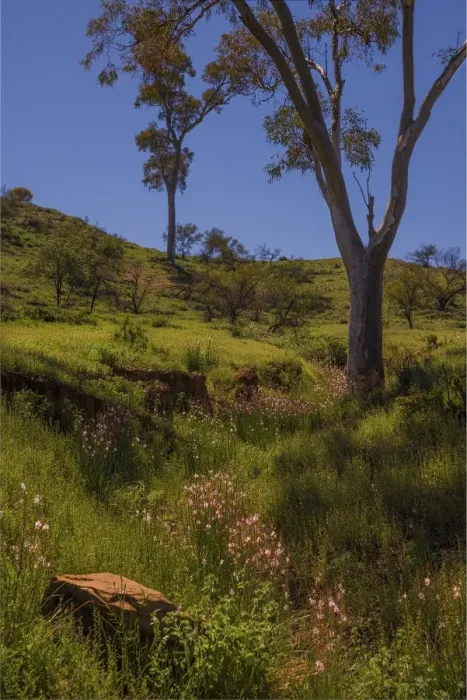 Framed Print : Brachina Gorge Spring
