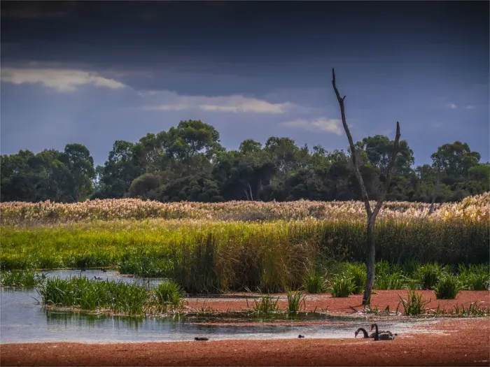 Framed Print : Braeside Park, Autumn, Victoria, Australia
