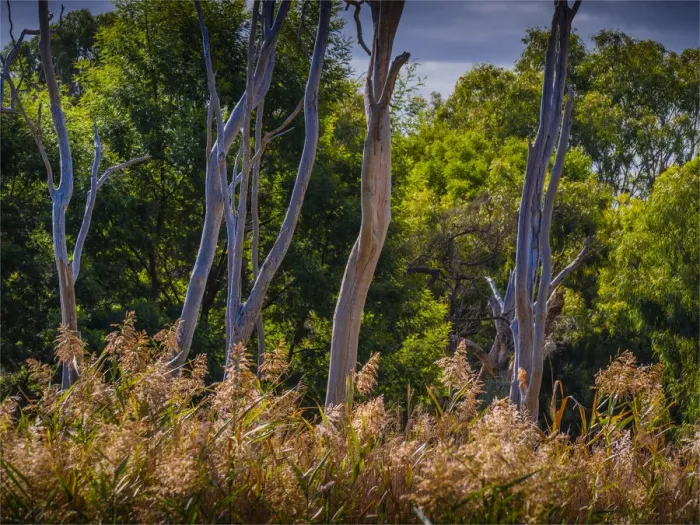 Framed Print : Braeside Park, Autumn, Victoria, Australia