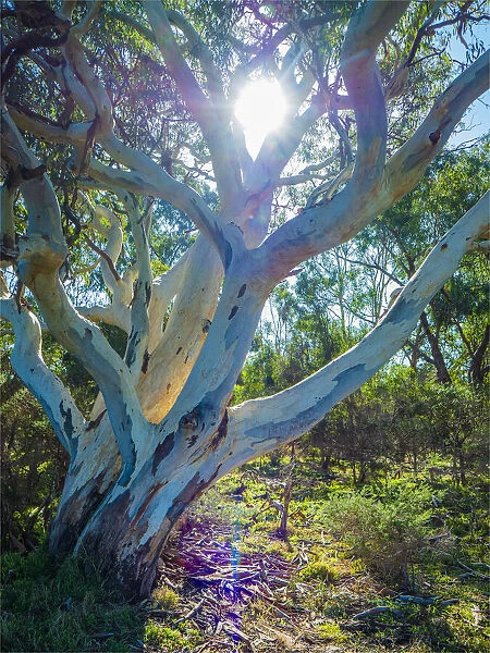 Braeside Urban Park, back light through Eucalyptus trees, Melbourne, Victoria, Australia