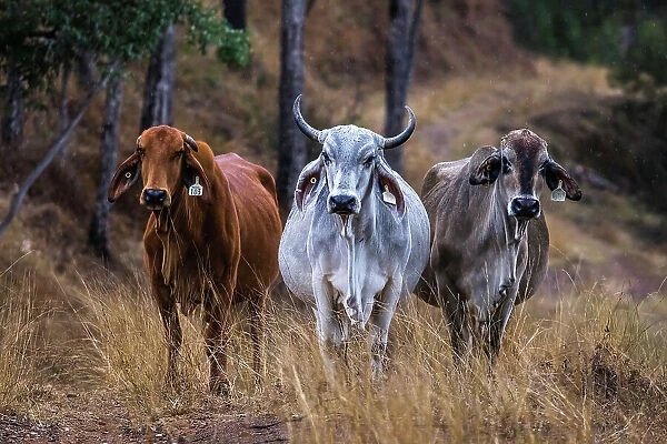 Brahman beef cattle