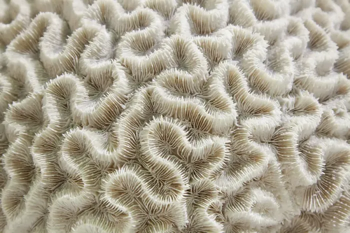 Framed Print : Brain coral Framed Print : Brain coral