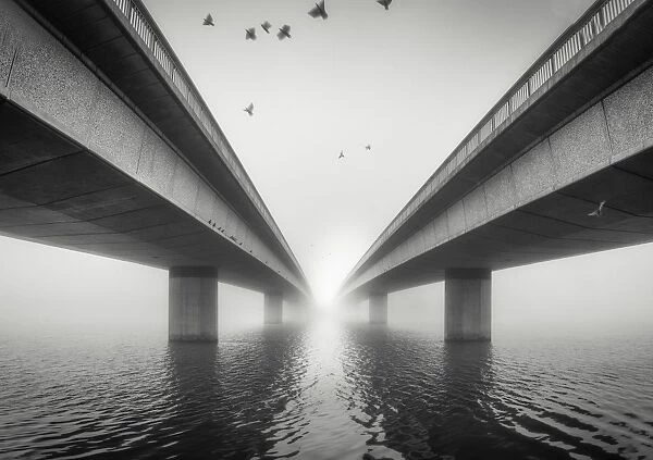 bridge and birds