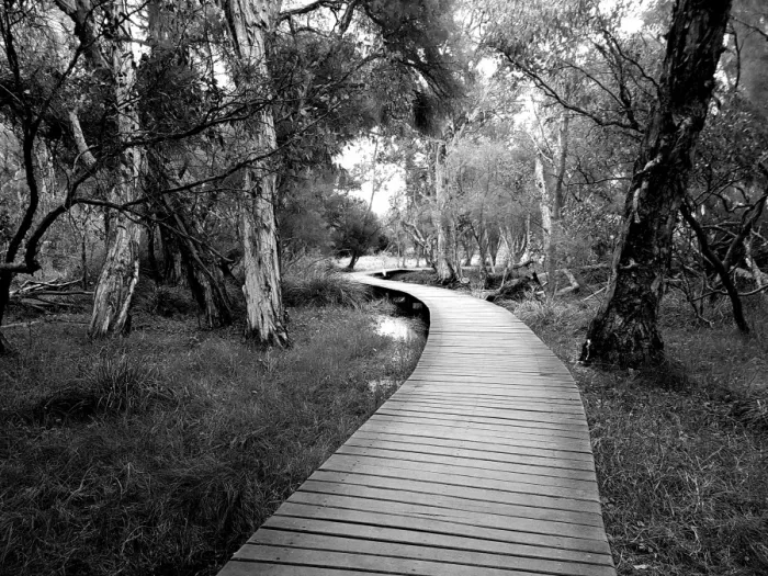 Framed Print : A bridge built over the swamp to create a gorgeous walk through nature with