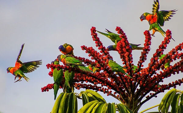 Bright & Colourful Rainbow Lorikeets matching the flowers