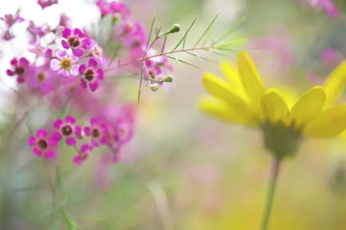 Framed Print : Bright Happy Flowers