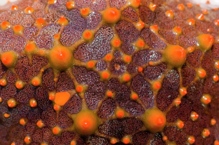 Framed Print : The bright red spiked aboral surface of a Spotted Sea Star