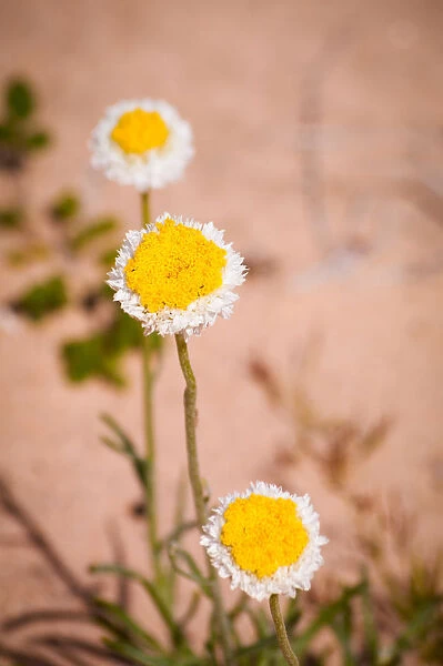 Three bright yellow and white desert daisies