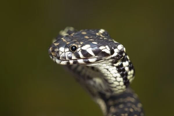 Broad-Headed Snake (Hoplocephalus bungaroides)