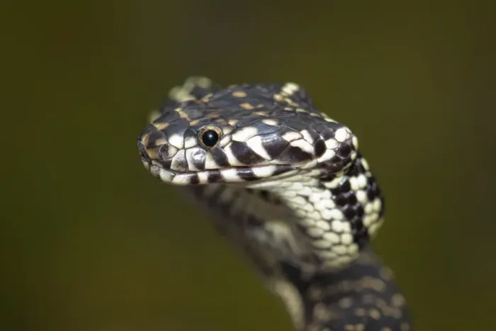 Framed Print : Broad-Headed Snake (Hoplocephalus bungaroides)