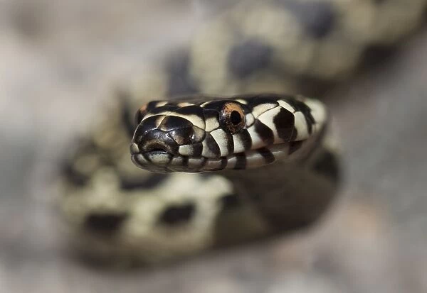 Broad-headed snake (Hoplocephalus bungaroides)
