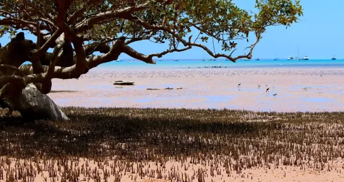 Framed Print : Broom Mangrove View