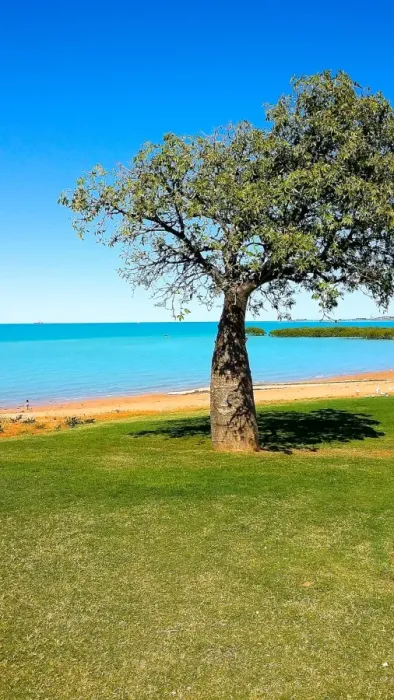 Framed Print : Broome Boab