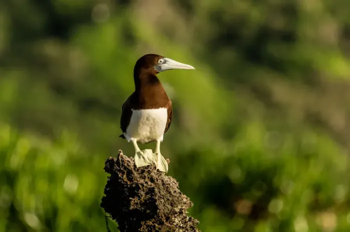Framed Print : Brown Booby Framed Print : Brown Booby