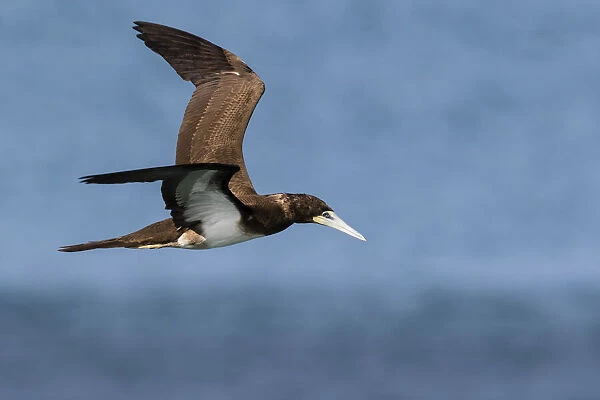Brown booby, Hervey Bay, Australia
