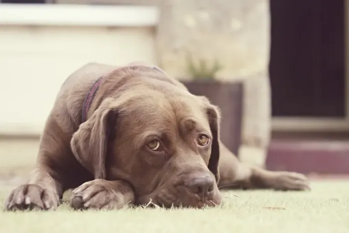 Framed Print : Brown dog lying on grass