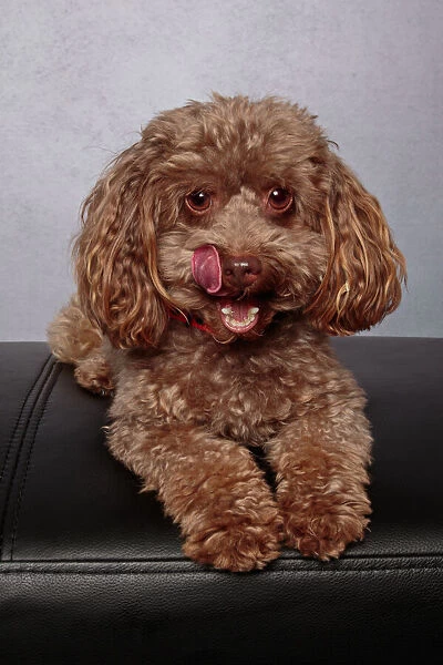Brown toy poodle puppy wearing a red collar looking at the camera on a gray background