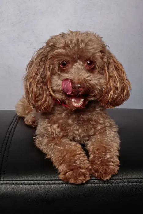 Framed Print : Brown toy poodle puppy wearing a red collar looking at the camera on a gray background Framed Print : Brown toy poodle puppy wearing a red collar looking at the camera on a gray background