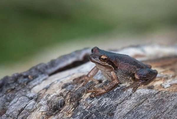 Brown tree frog (Litoria ewingi)