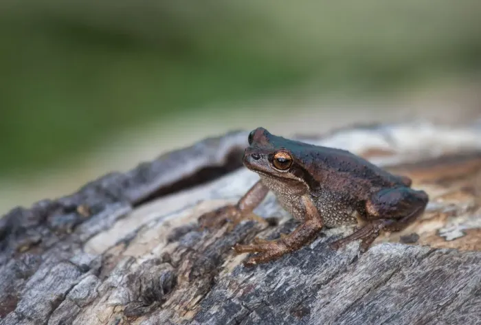 Framed Print : Brown tree frog (Litoria ewingi)