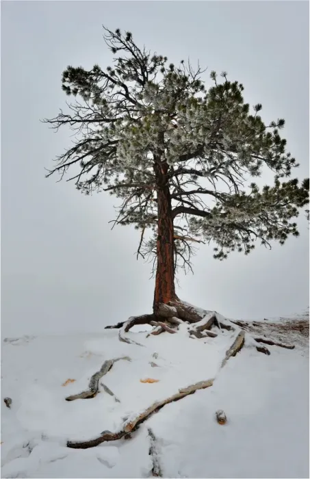 Framed Print : Bryce Canyon National park with a winter covering of snow, Utah, south west United States